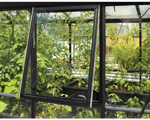 Geopend raam van een kas met planten binnenin.