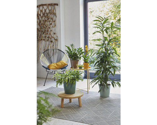 Woonkamer met stoel, tapijt en diverse kamerplanten.