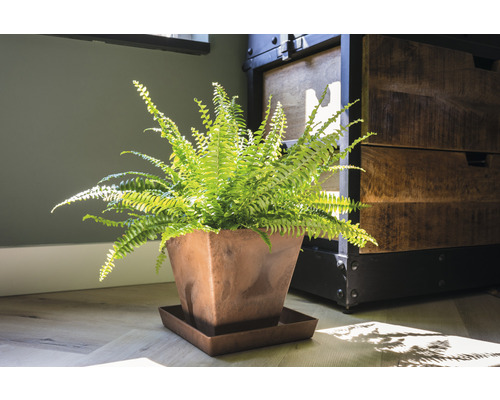 Groene varen in vierkante plantenbak met schotel op een vloer.