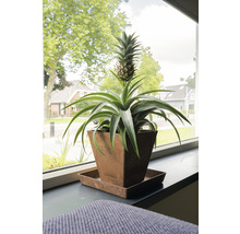 Ananasplant in pot op een vensterbank.