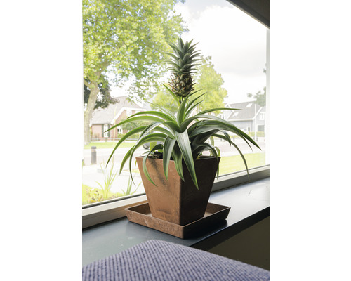 Ananasplant in pot op een vensterbank.