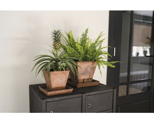 Kamer met ananasplant, varen in potten op een kast