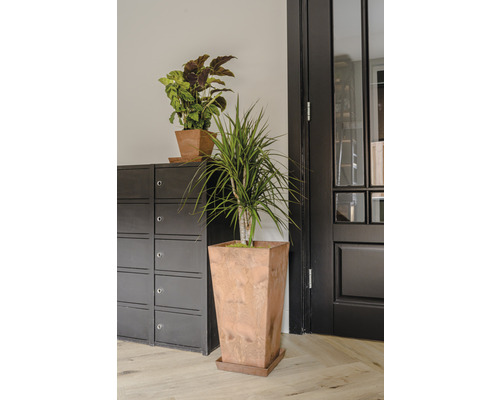 Twee planten in potten voor een kast en een deur