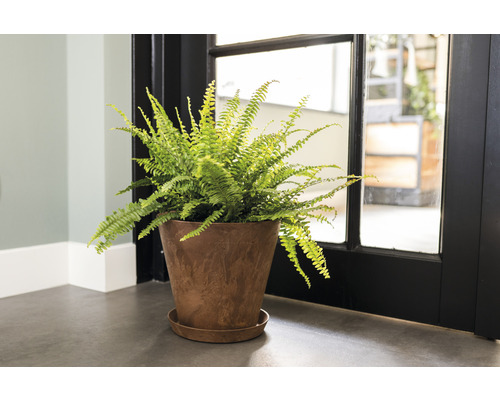 Een varen in een pot met een schotel staat voor een deur.