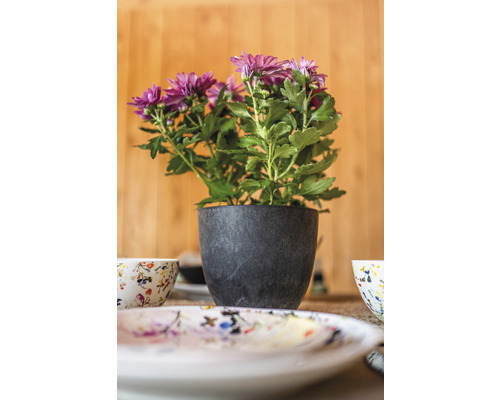 Chrysant in een donkere pot op een tafel