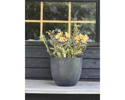 Bloempot met Alstroemeria voor een raam