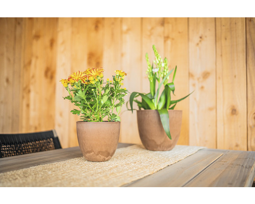 Twee planten in potten op een tafel
