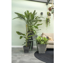 Kamer met diverse kamerplanten in plantenbakken