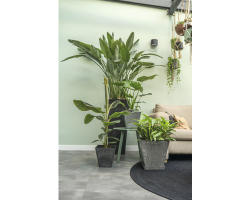 Kamer met diverse kamerplanten in plantenbakken