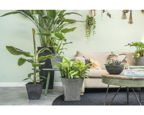 Woonkamer met kamerplanten in plantenbakken op een vloerkleed