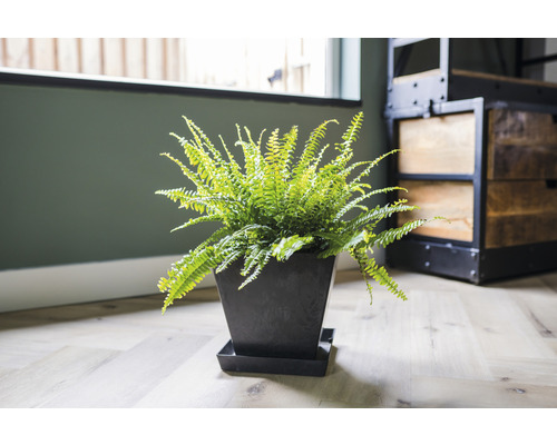 Kamerplant varen in zwarte plantenbak op houten vloer