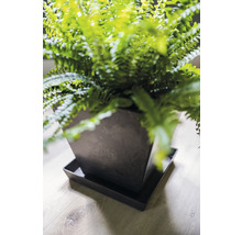 Kamerplant in een pot met schotel