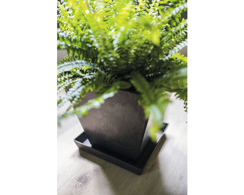 Kamerplant in een pot met schotel