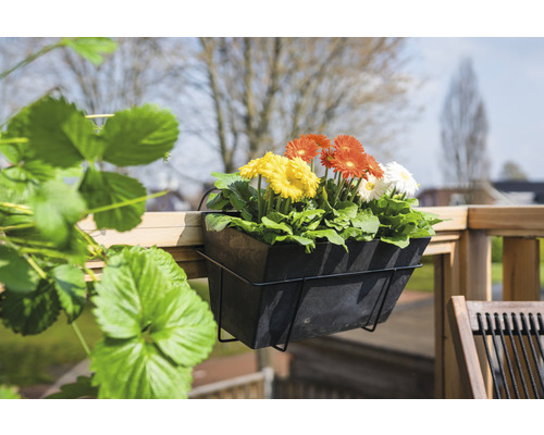 Balkonbak met kleurrijke gerbera''s, opgehangen aan een houten balkon.