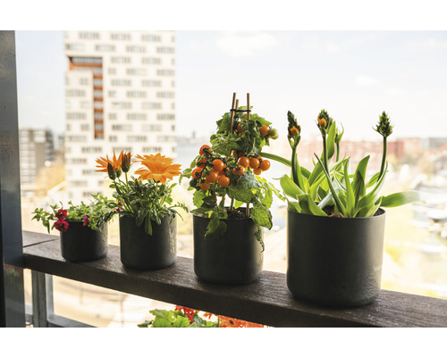 Bloemen en tomaten in potten op een balkon