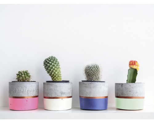 Rij vetplanten in beschilderde cementpotten