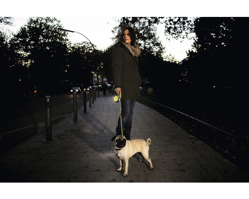 Vrouw loopt met mopshond aan een rollijn op de stoep.