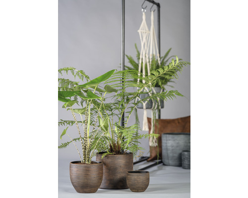 Verschillende kamerplanten in plantenbakken op een tafel