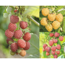 Verschillende soorten frambozen aan de struik