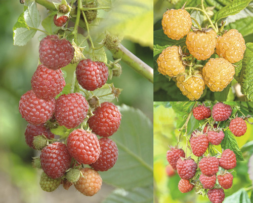 Verschillende soorten frambozen aan de struik