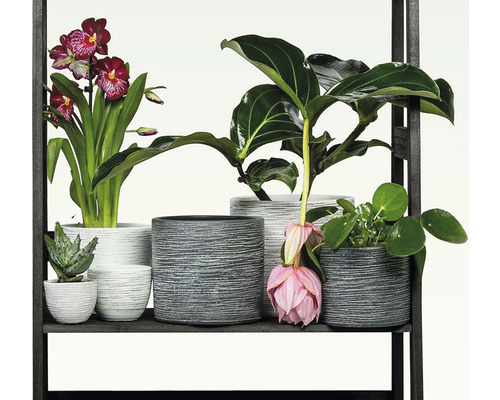 Stellingkast met verschillende kamerplanten in gestructureerde plantenbakken