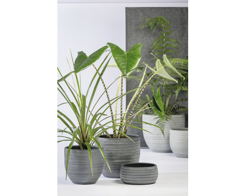 Diverse kamerplanten in grijze plantenbakken