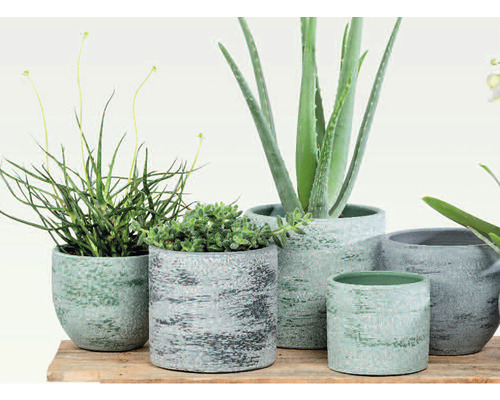 Verschillende planten in gestructureerde plantenbakken op houten plank