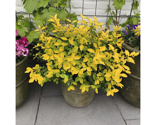 Gouden liguster in pot op terras