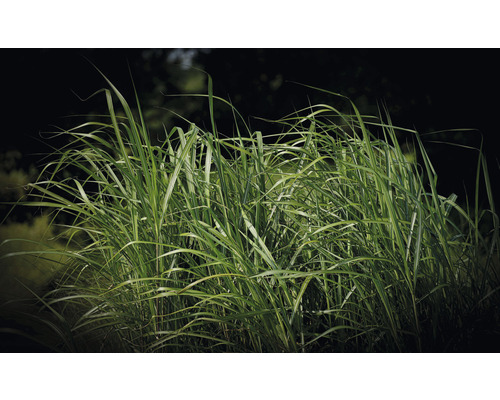 Chinees riet in de tuin