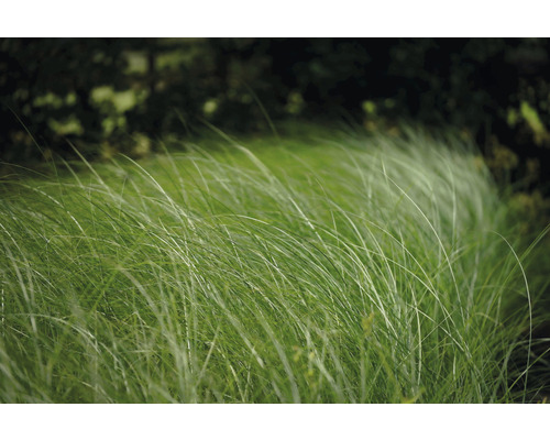 FLORASELF Prachtriet Miscanthus sinensis 'Gracillimus' potmaat Ø 19 cm H 10-100 cm Grassen in de tuin