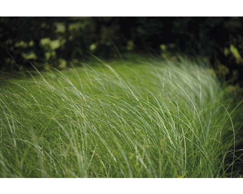 FLORASELF Prachtriet Miscanthus sinensis 'Gracillimus' potmaat Ø 19 cm H 10-100 cm