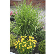 Tuinscene met zebra gras en gele bloemen