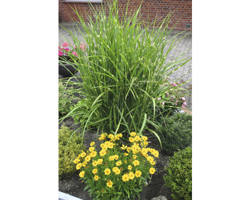 Tuinscene met zebra gras en gele bloemen