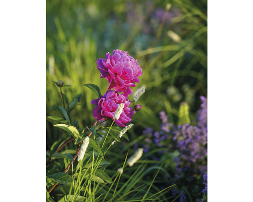 Close-up van een roze pioenroos in de tuin