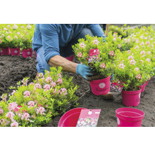 Tuinman plant rododendron uit pot in de grond