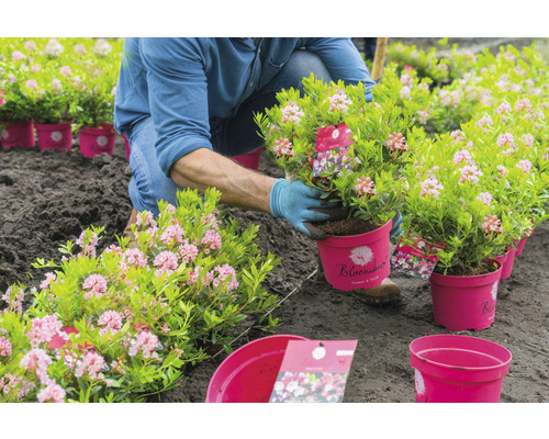 Tuinman plant rododendron uit pot in de grond