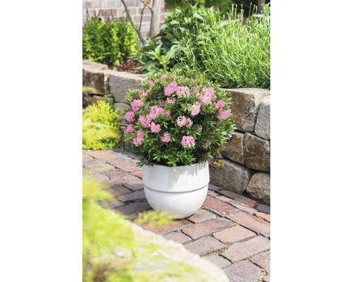 Tuinaanzicht met bloeiende rododendron in plantenbak