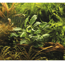Aquariumplant in detail.