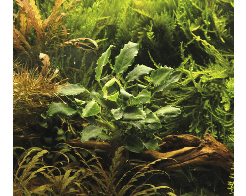 Aquariumplant in detail.