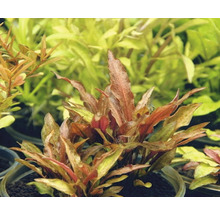 Aquariumplant in pot
