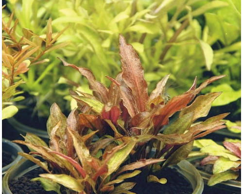 Aquariumplant in pot