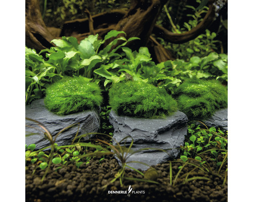 Aquariumplanten op leisteen voor de decoratie van een aquarium