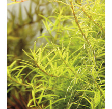 Aquariumplant in detail