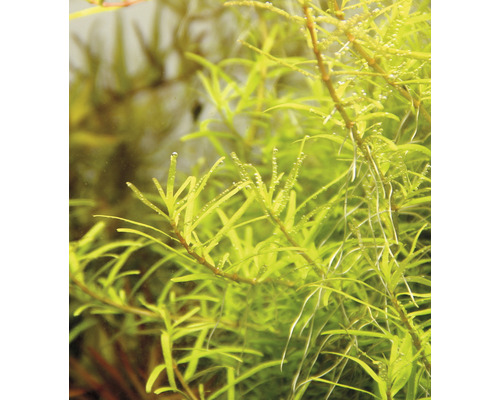 Aquariumplant in detail