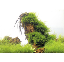 DENNERLE Waterplant Taxiphyllum Alternans Taiwan