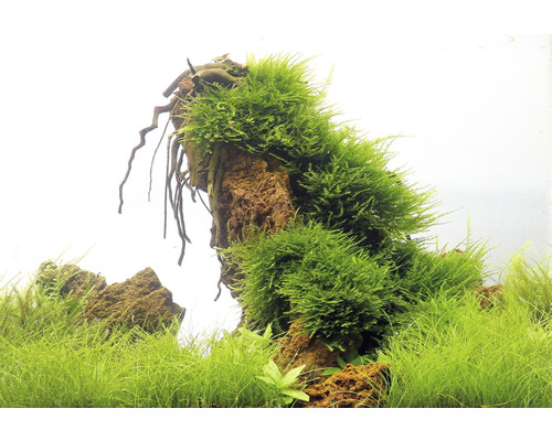 Aquariumdecoratie met mos op steen en waterplanten