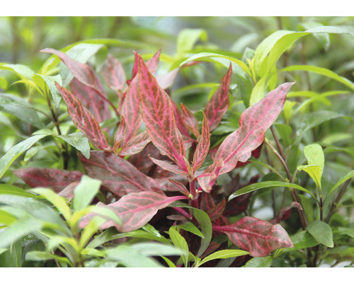 Plant met opvallende bladeren