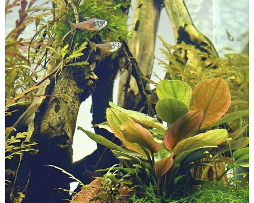 Aquarium met planten en vissen