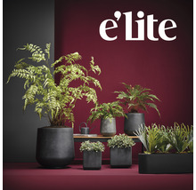 Diverse planten in plantenbakken van verschillende vormen en maten.