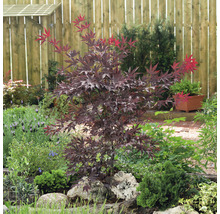 Japanse Esdoorn Acer palmatum 'Atropurpureum' H 60-80 cm